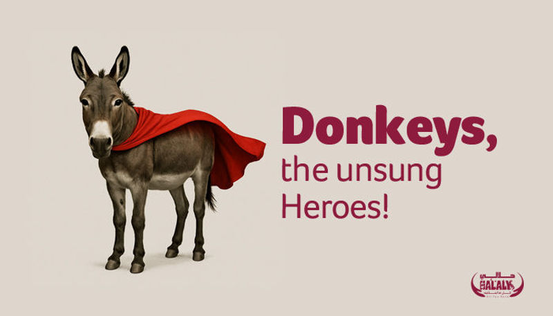 Donkeys, the unsung Heroes!